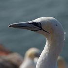 Lumme, äh Basstölpel auf Helgoland 2