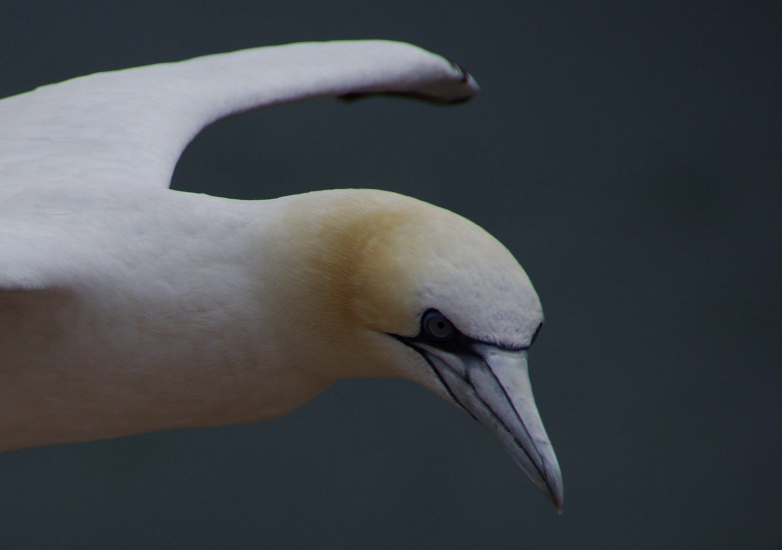 Lumme, äh Basstölpel auf Helgoland 3