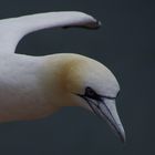 Lumme, äh Basstölpel auf Helgoland 3