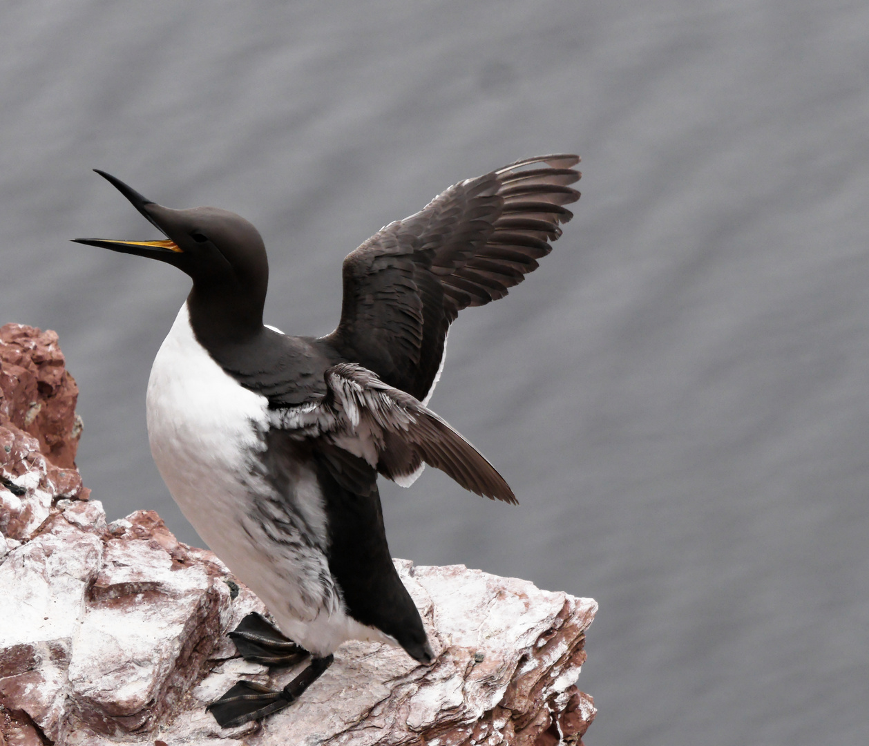 Lumme auf Helgoland Foto & Bild frühling, vögel, wildlife Bilder auf