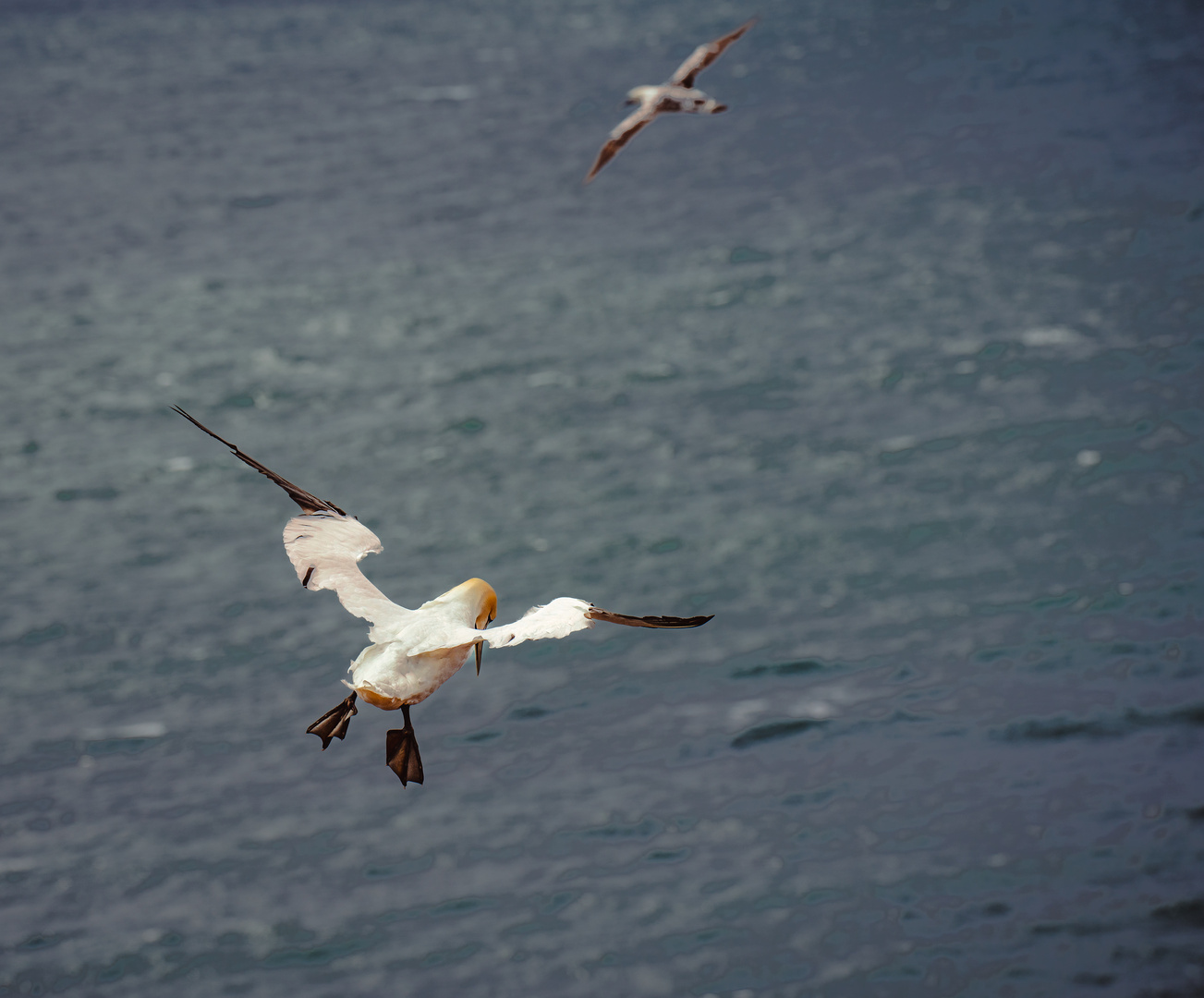 Lumme im Flug