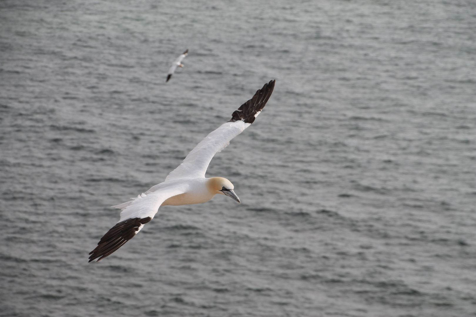 Lumme über Helgoland