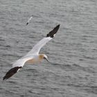 Lumme über Helgoland