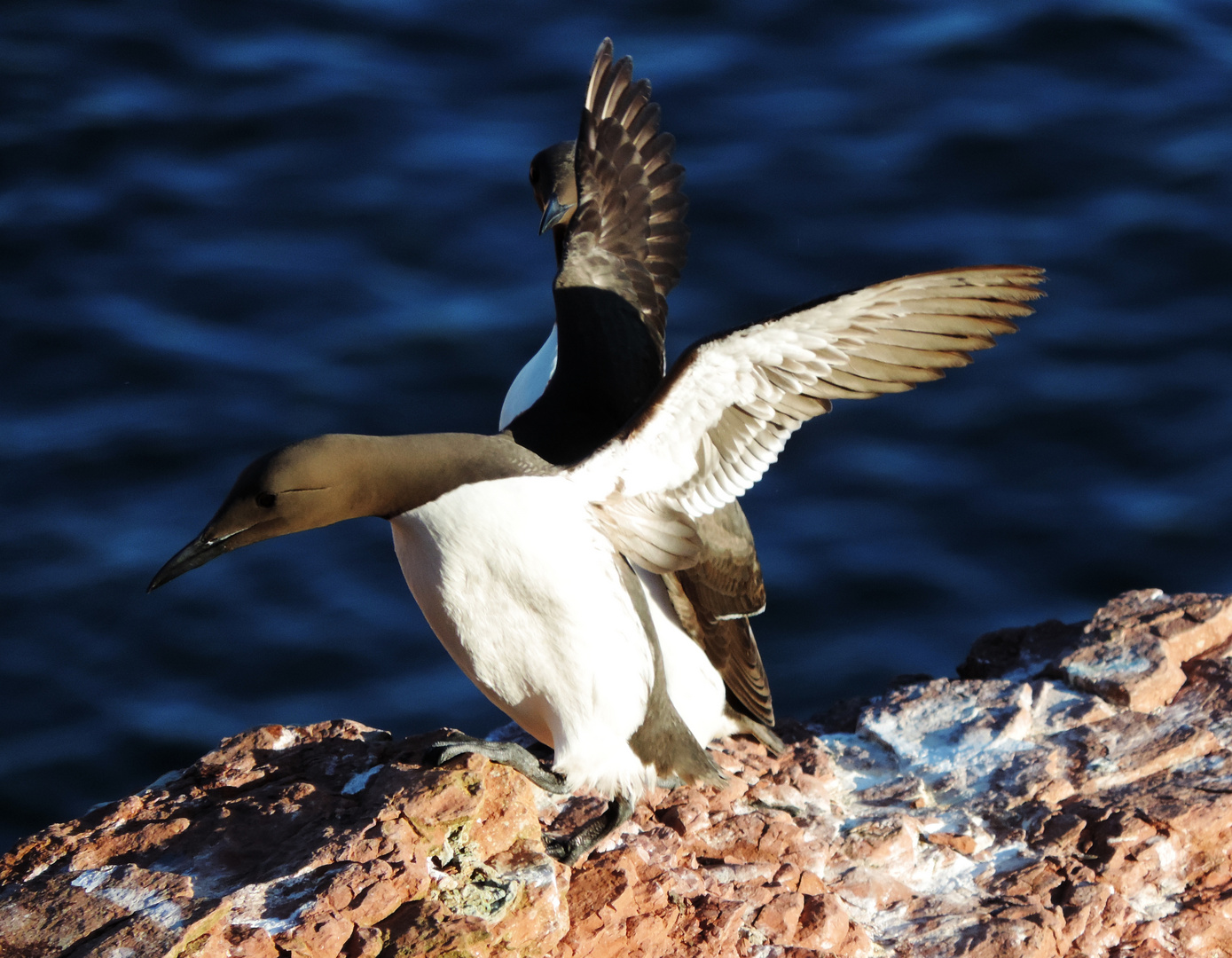 lummen auf der Insel Helgoland