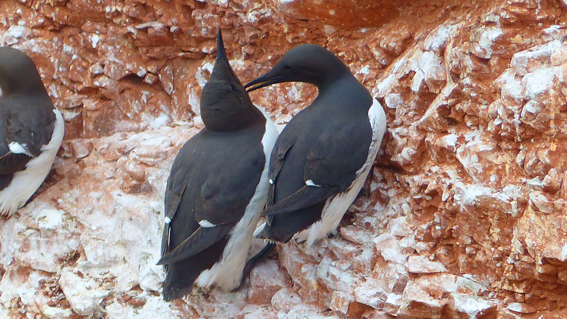 Lummen auf Helgoland