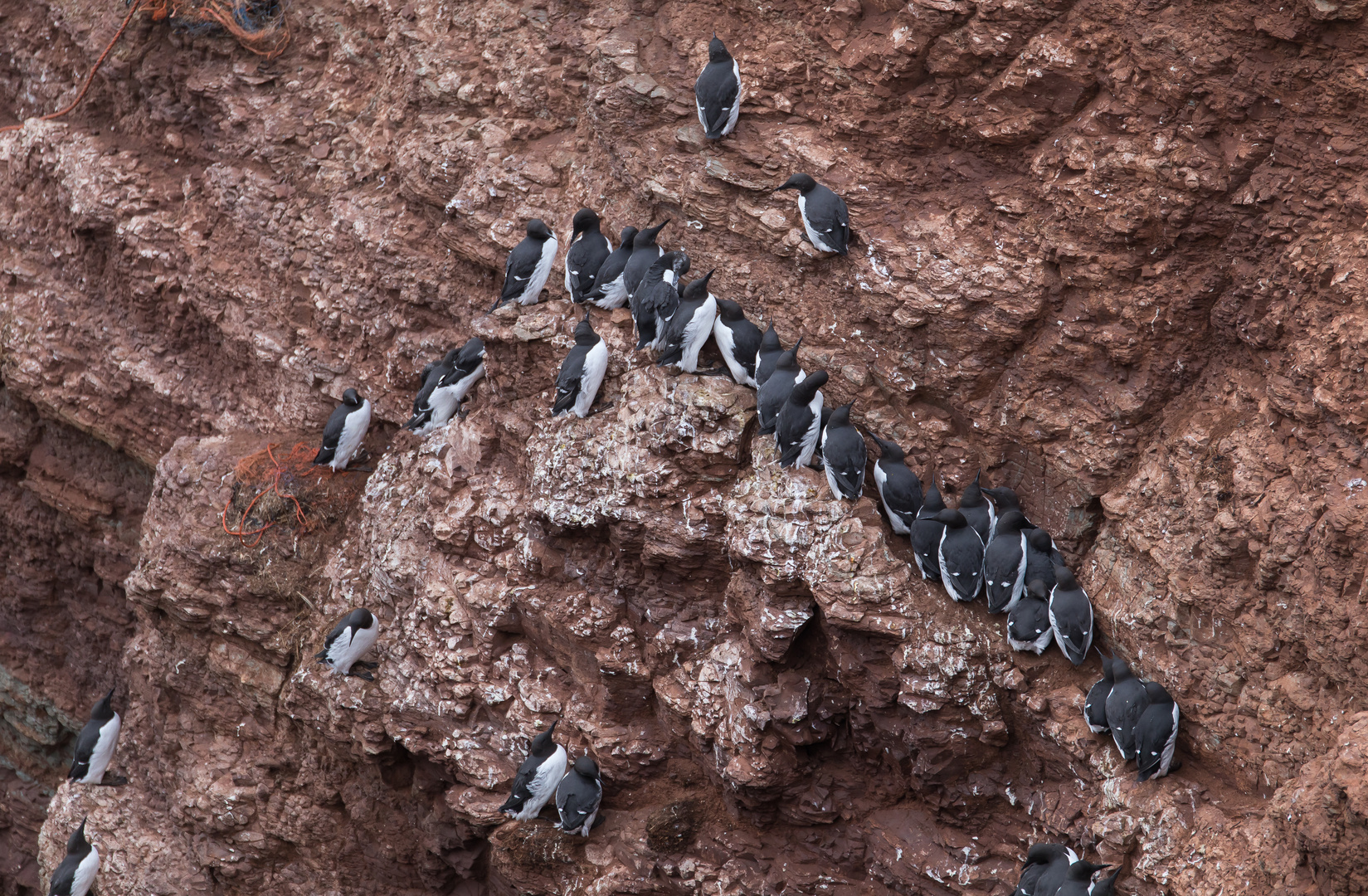 Lummen auf Helgoland