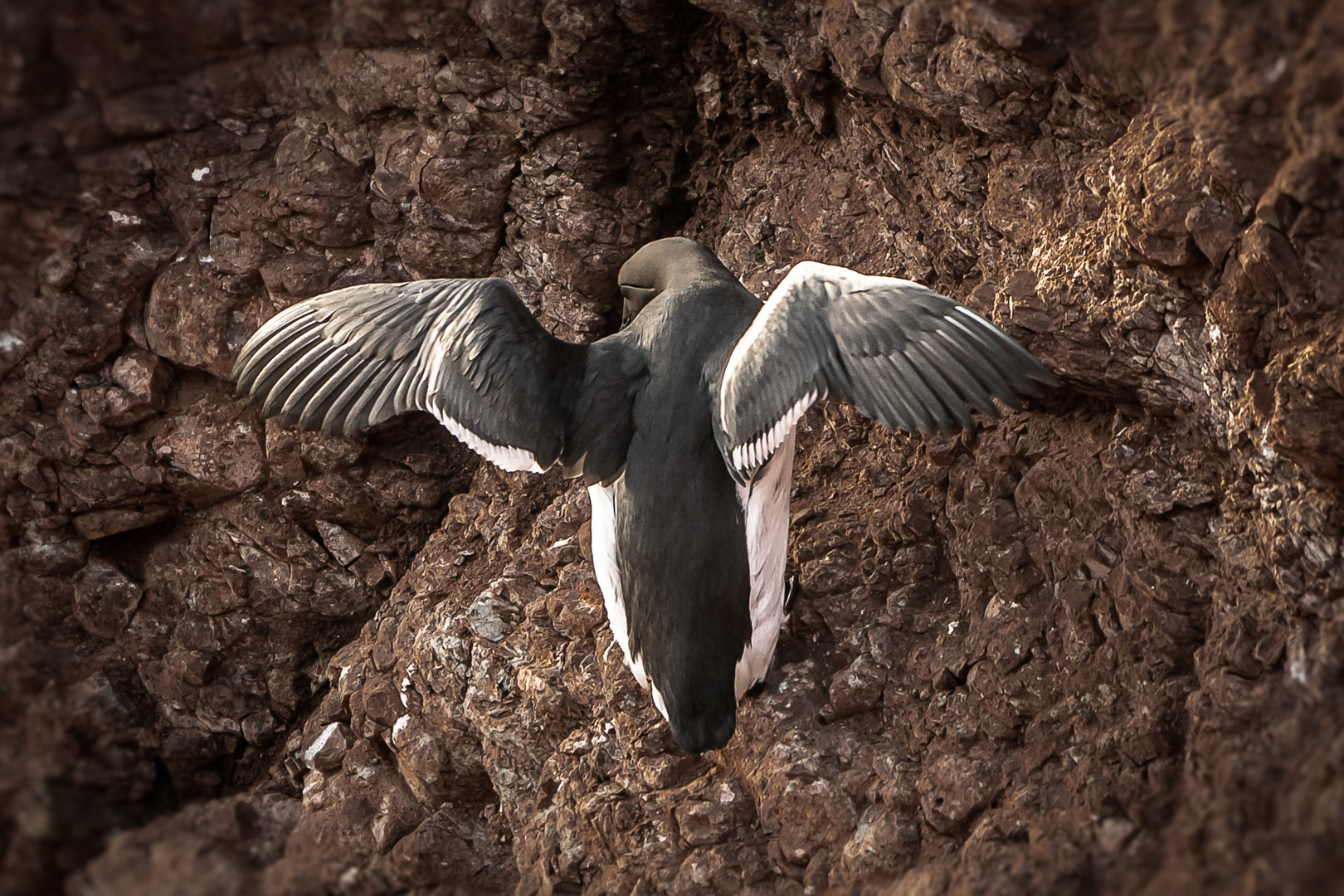 Lummen auf Helgoland Foto & Bild deutschland, europe, schleswig