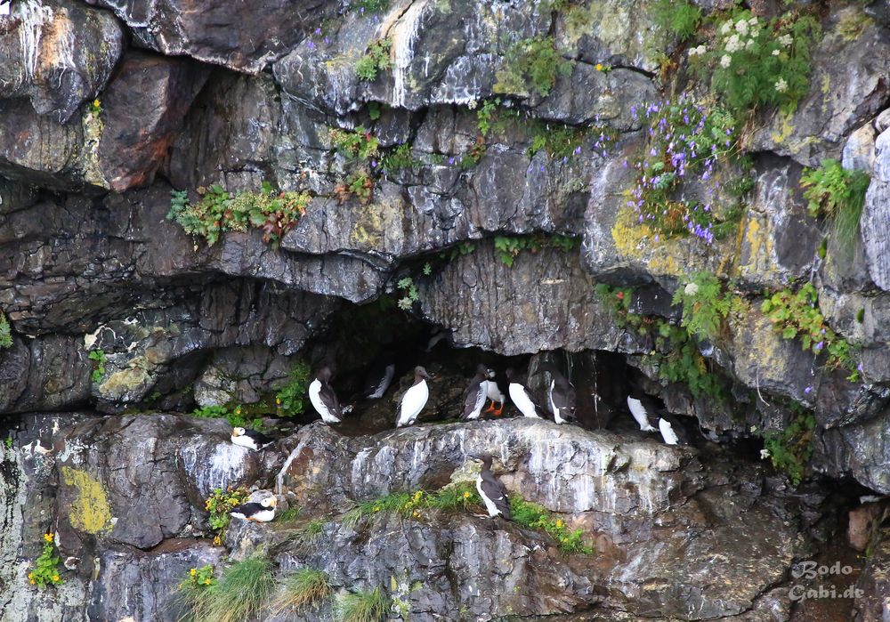 Lummen - die Pinguine des Nordens