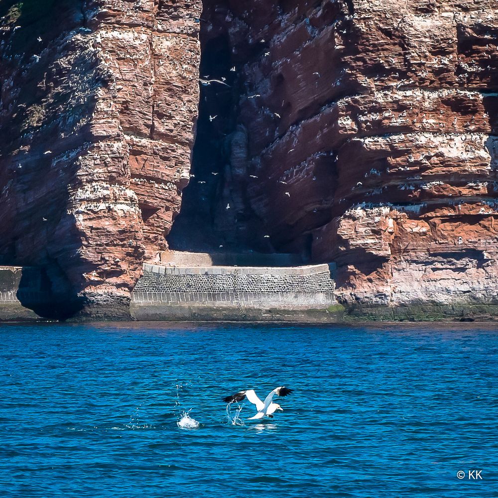 "Lummenbucht" vor Helgoland