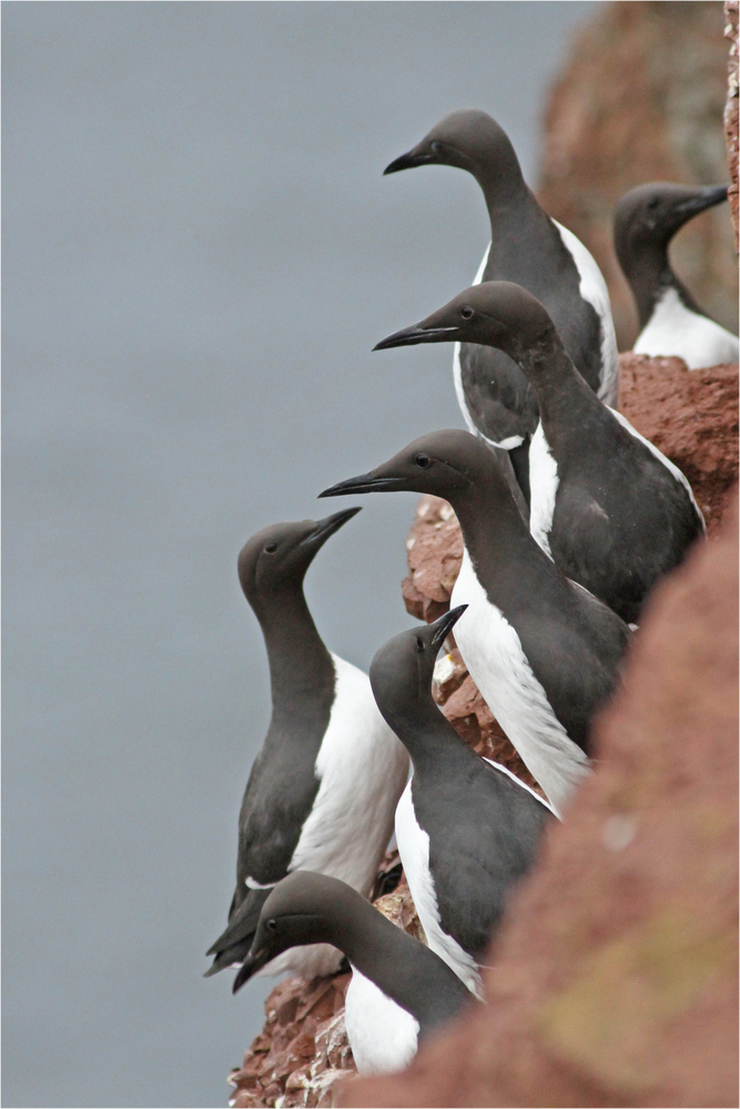 Lummenfelsen auf Helgoland