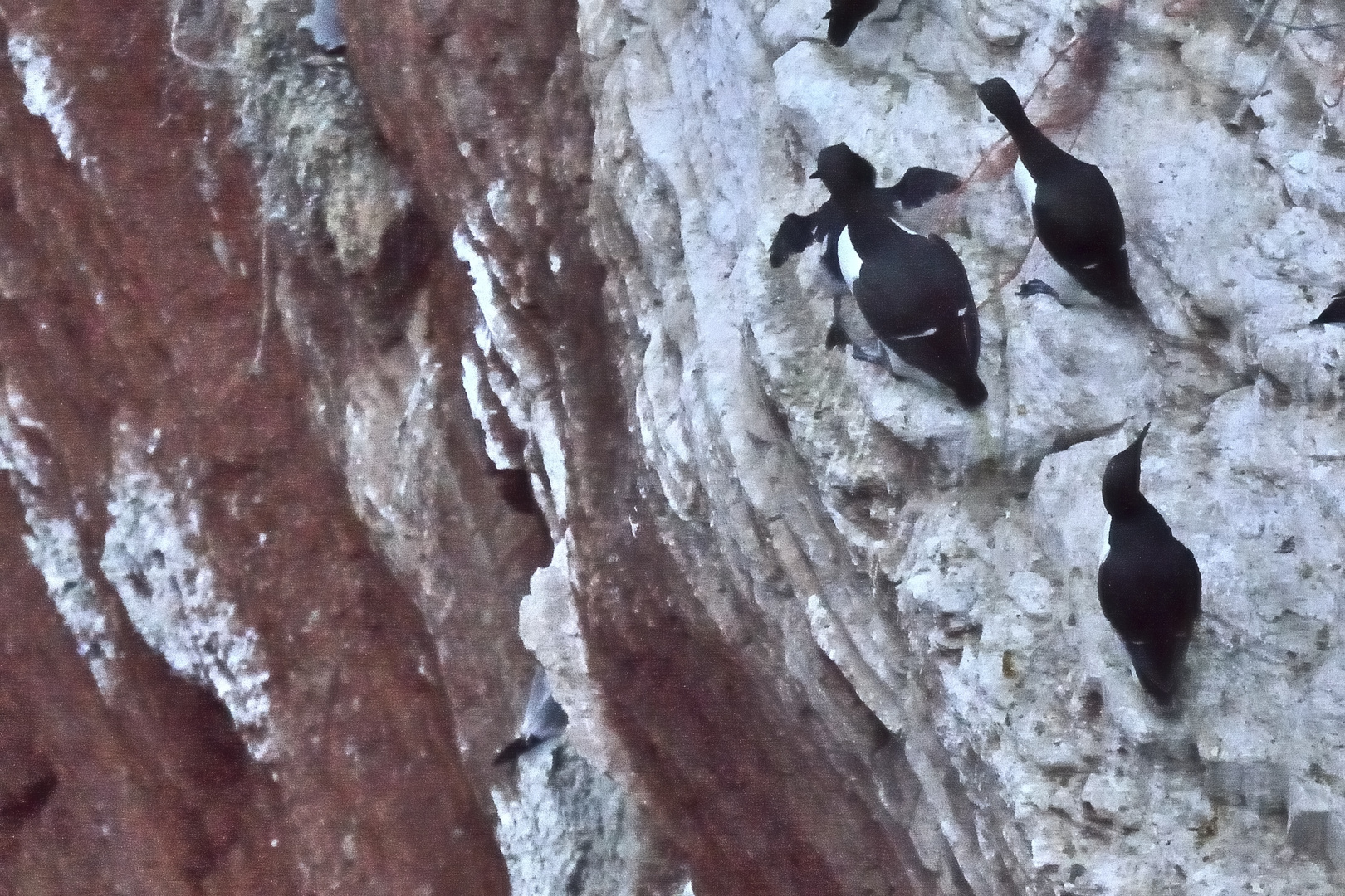 Lummensprung auf Helgoland. III (Doku)