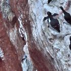 Lummensprung auf Helgoland. III (Doku)