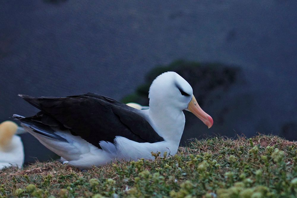 Lummerfelsen-Helgoland - Schwarzbrauenalbatros