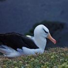 Lummerfelsen-Helgoland - Schwarzbrauenalbatros