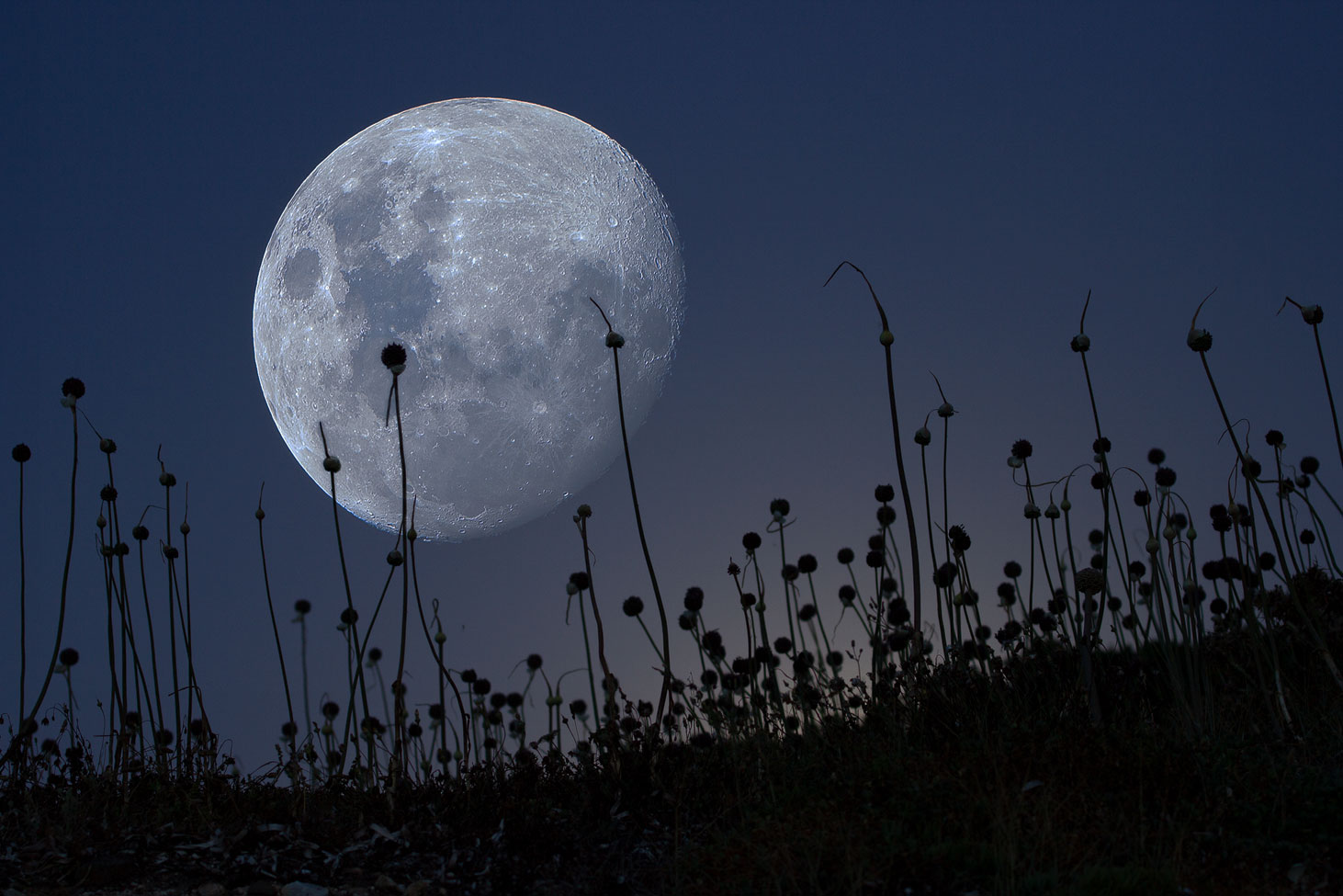 Luna all'aglio