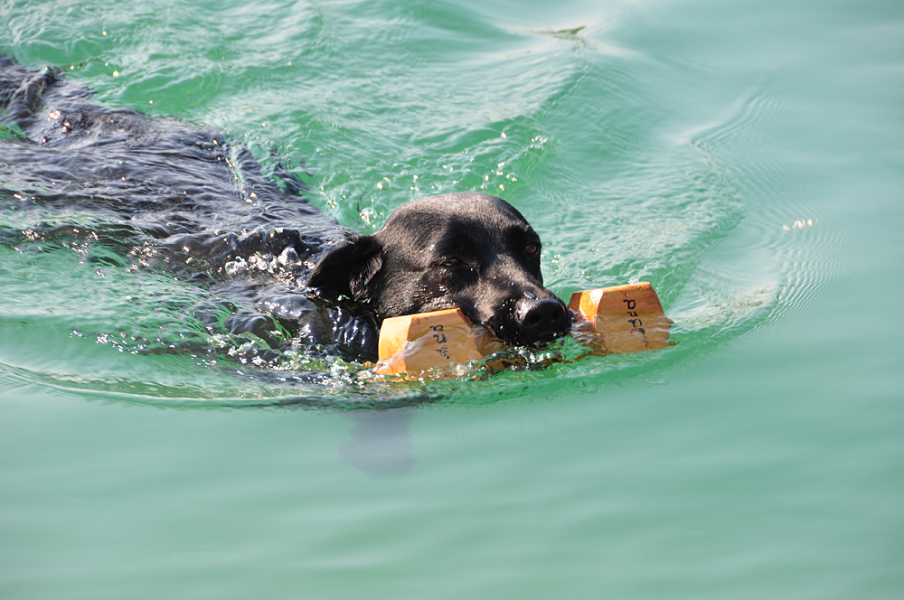 Luna bei der Wasser-Rettungs-Prüfung