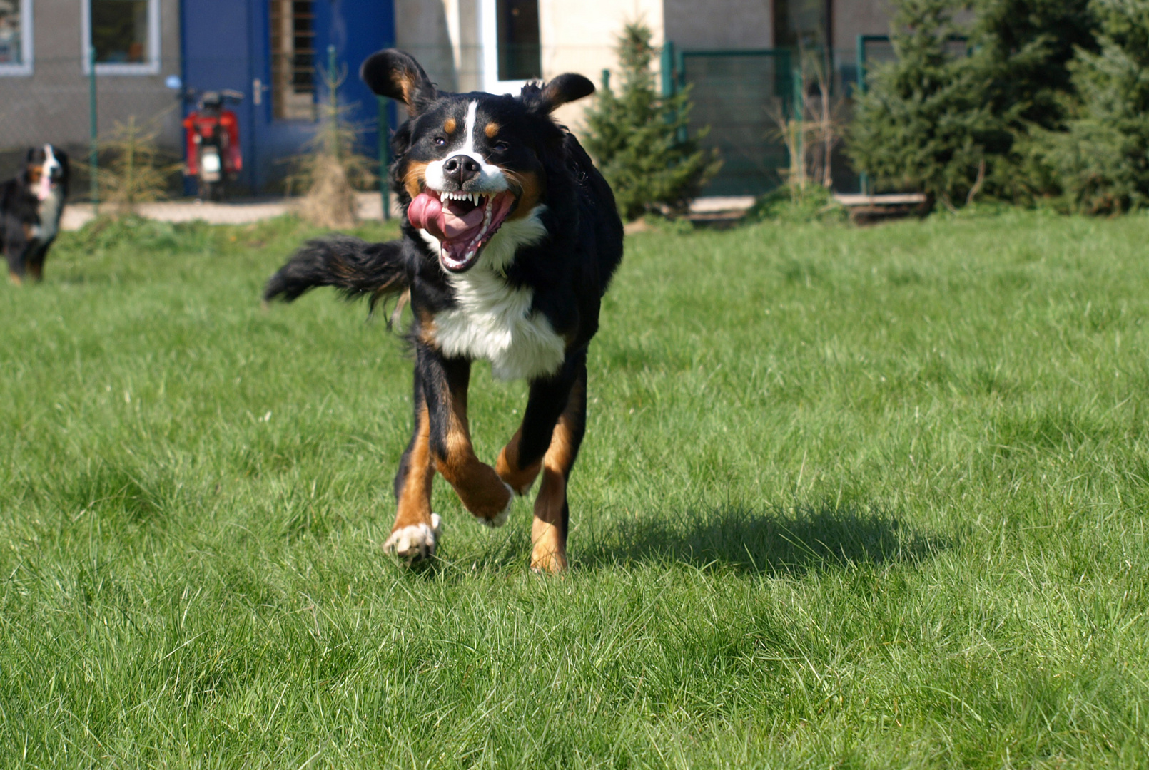 luna bei laufen....