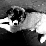 Luna Bordercollie