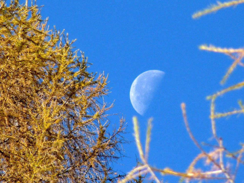 Luna d'autunno