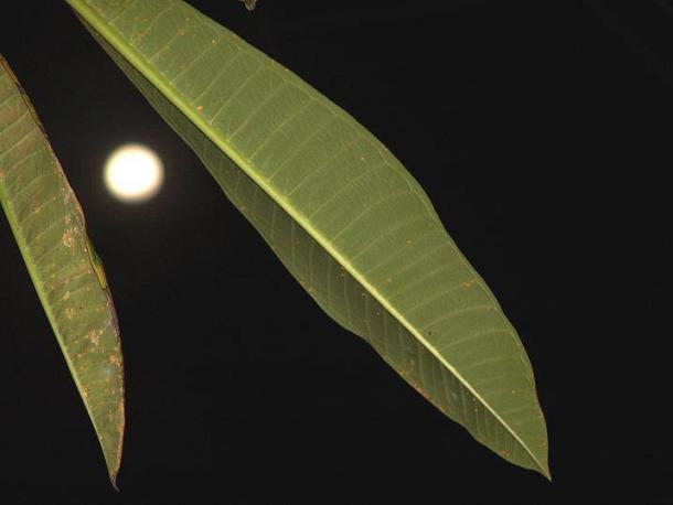 Luna del amanecer