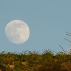 Luna del Semidesierto Queretano