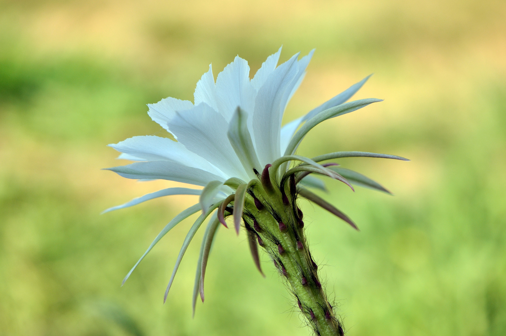 luna di miele fiorita (Cactus-chinopsis)