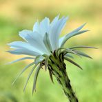 luna di miele fiorita (Cactus-chinopsis)