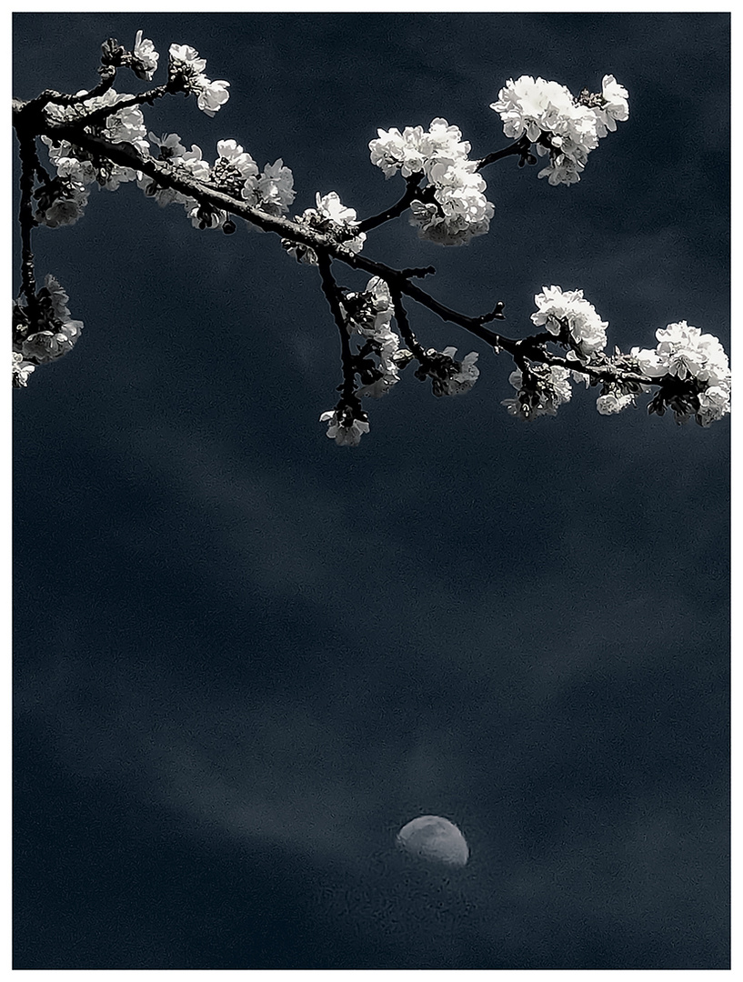 LUNA DI PRIMAVERA