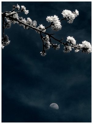 LUNA DI PRIMAVERA