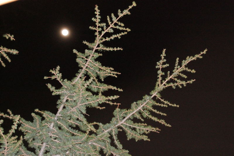 luna e albero