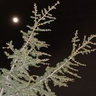 luna e albero