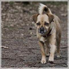 Luna - ein Hund - und ein Spanier