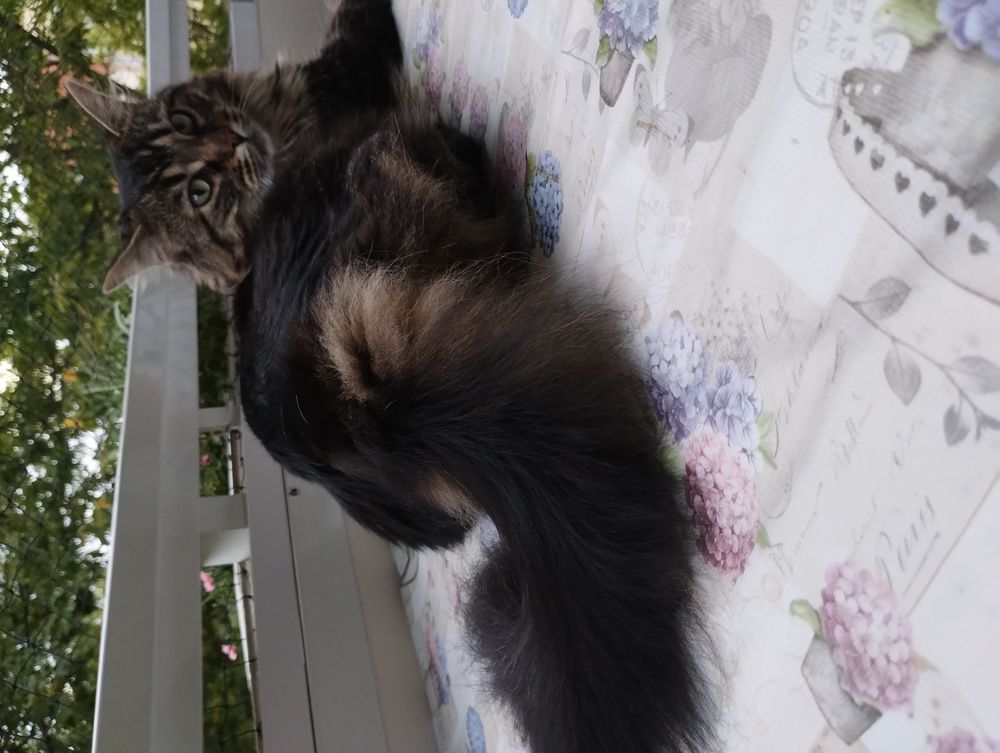 Luna Foto & Bild tiere, haustiere, katzen Bilder auf