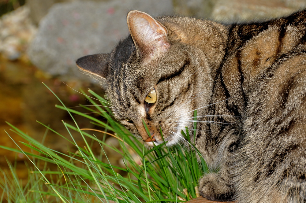 Luna genießt frisches Gras im Garten