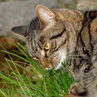 Luna genießt frisches Gras im Garten