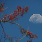 Luna Gibosa Creciente