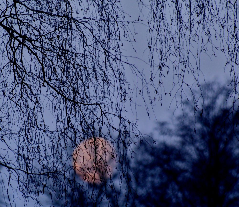 Luna hinter den Zweigen