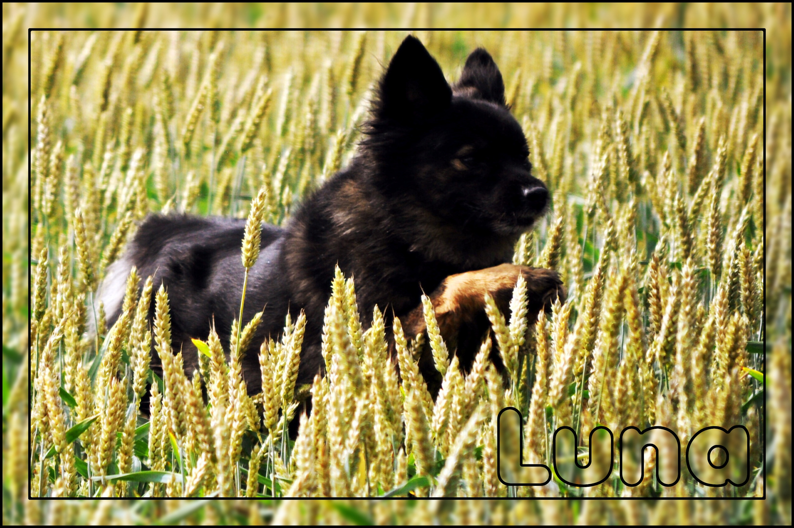 Luna im Feld