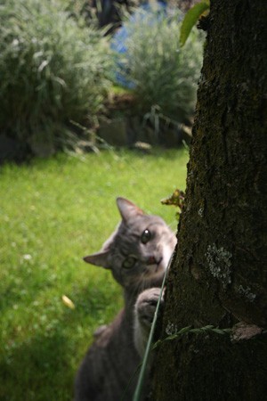 Luna im Garten