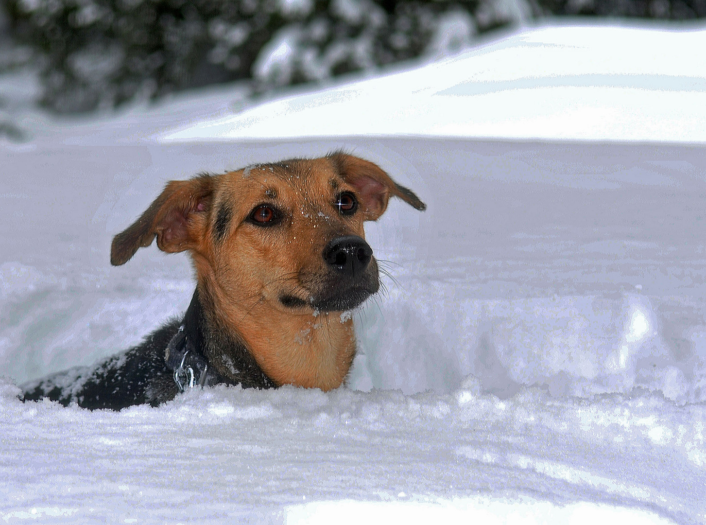 Luna im Schnee