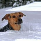 Luna im Schnee