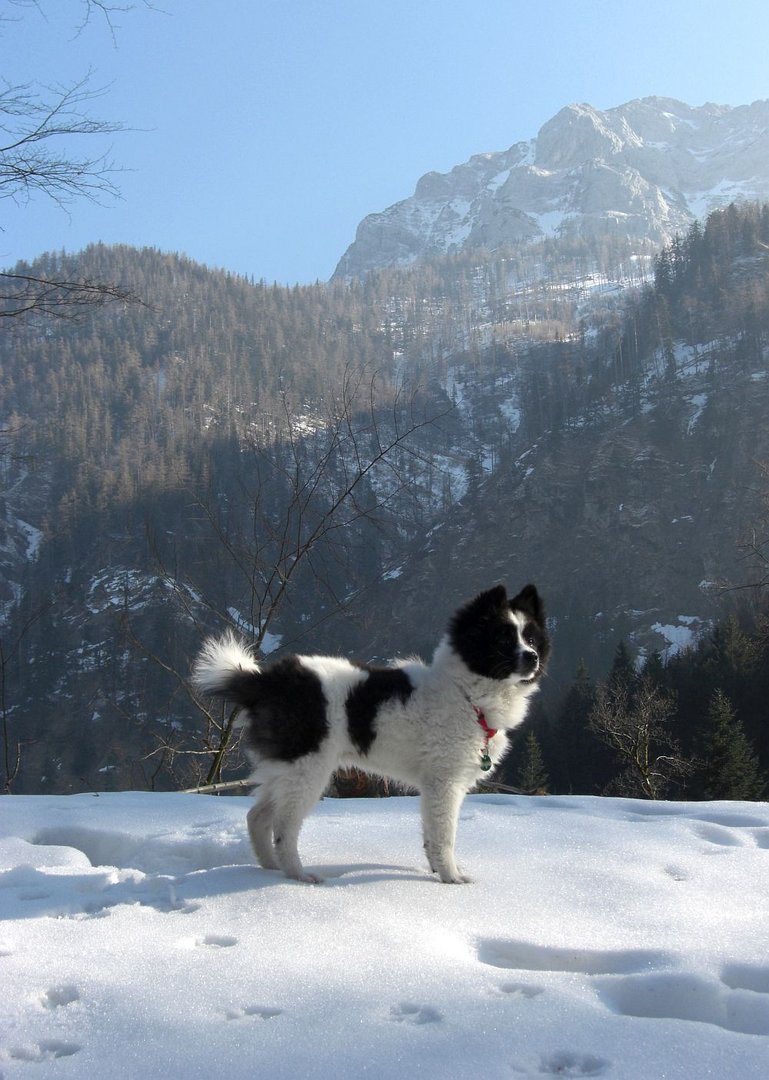 Luna im Schnee