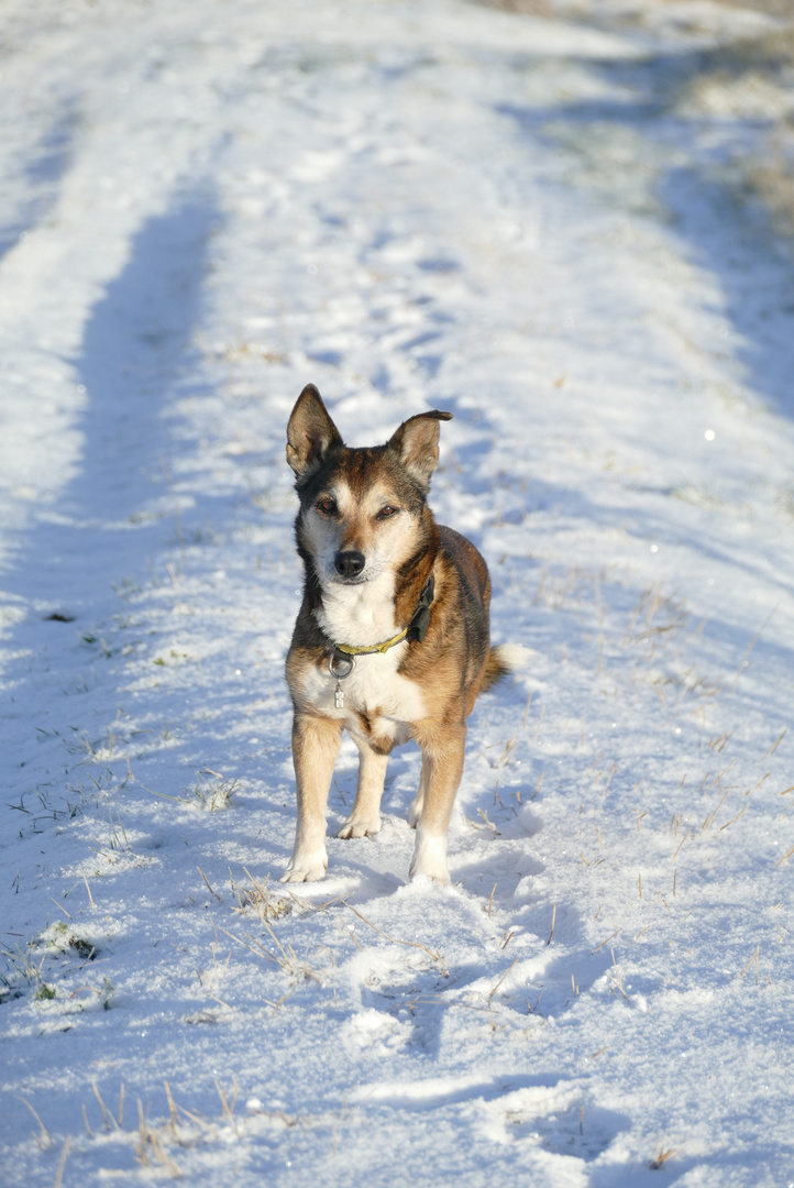 Luna im Schnee