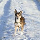 Luna im Schnee