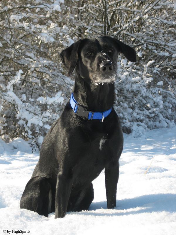 Luna im Schnee.....was sie sehr liebt,am besten ganz viel davon essen....