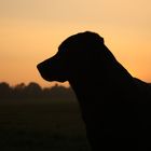 Luna im Sonnenuntergang