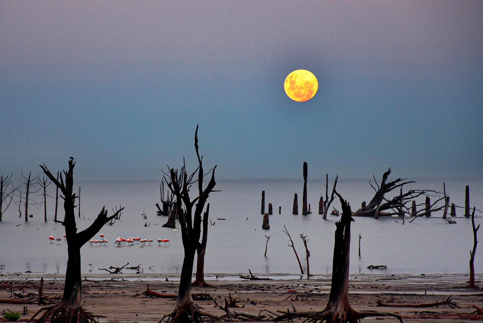 Luna, laguna y flamencos