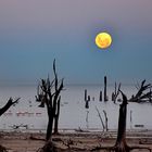 Luna, laguna y flamencos