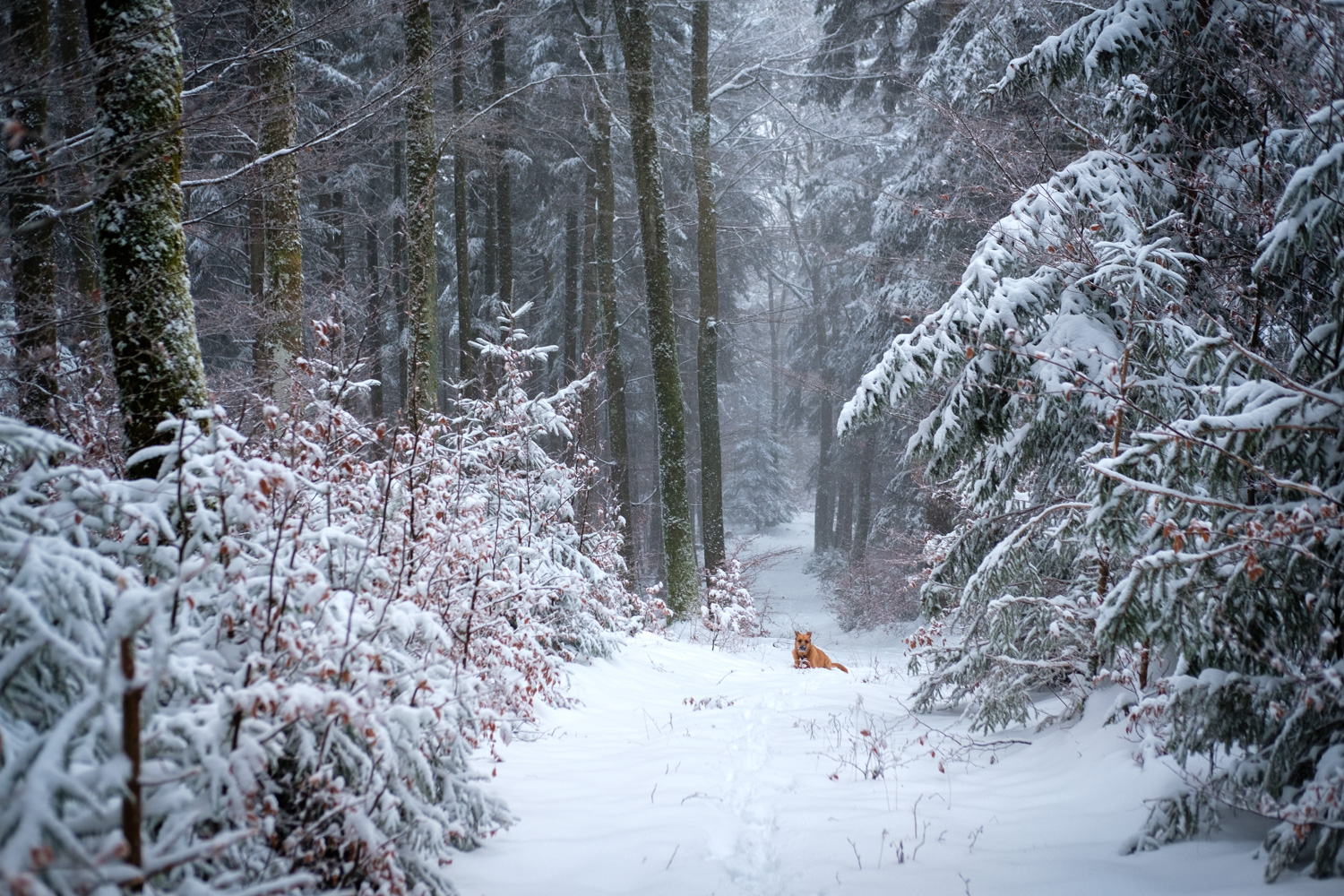 Luna liebt Schnee