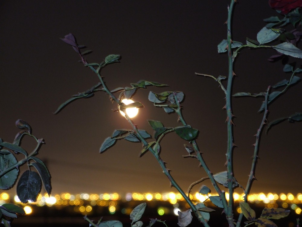 luna llena con fondo